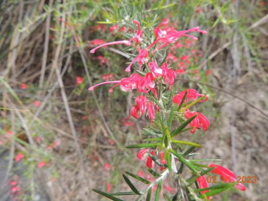 Flower Deep Creek